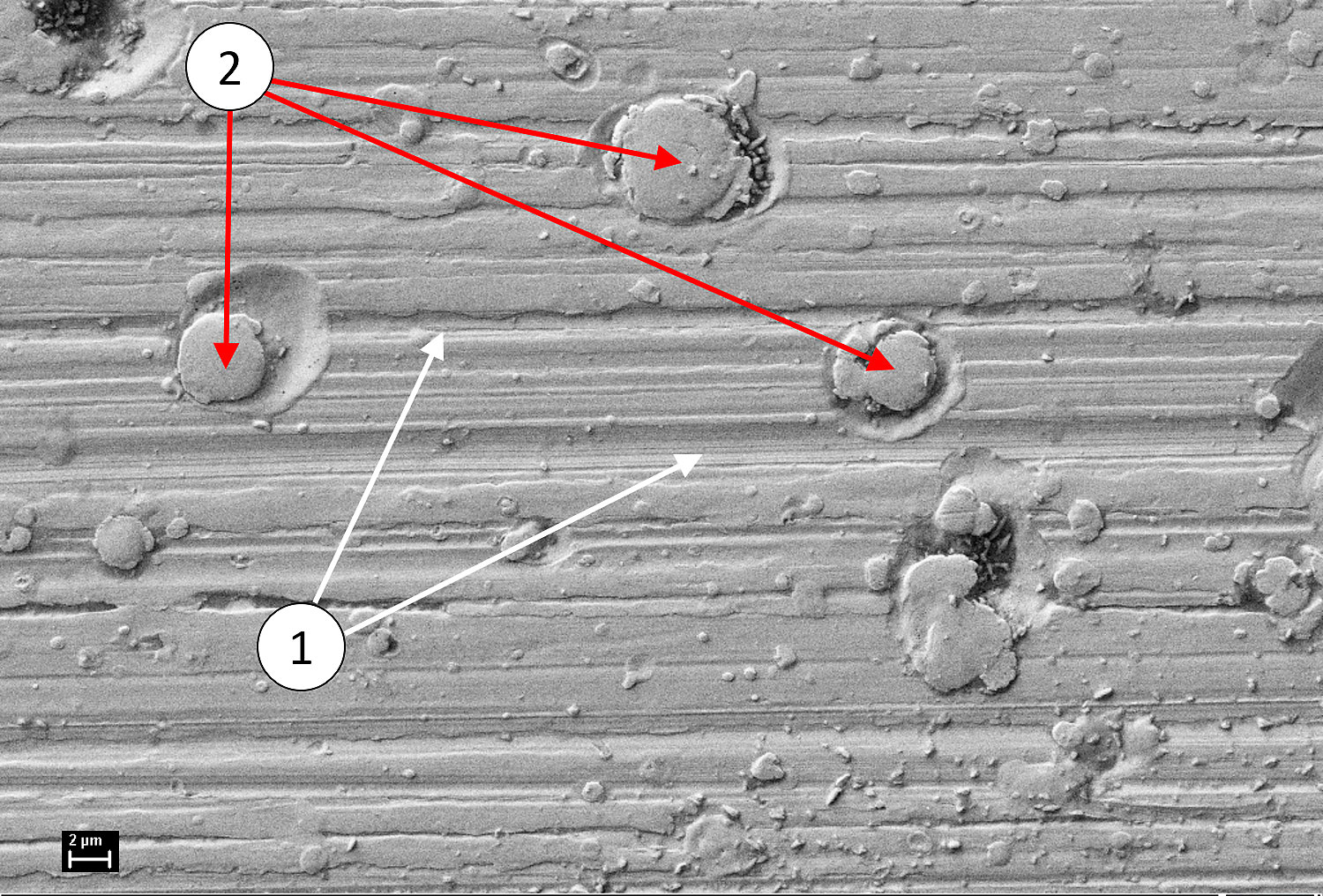 Hình 2: Ảnh SEM của bề mặt mương ổ trục cho thấy các miệng hố vi mô do dòng điện gây hư hỏng đi qua: (1) các vết hoàn thiện bề mặt, (2) các miệng hố vi mô.